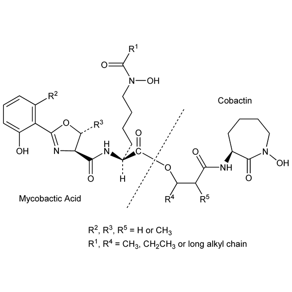 Graphical representation of Mycobactins