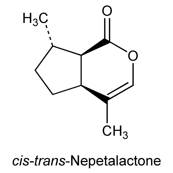 nepetalactone-monograph-image