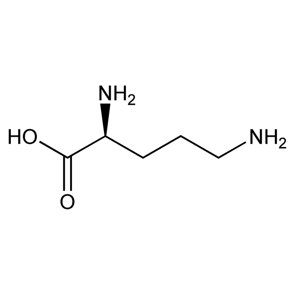 Graphical representation of Ornithine