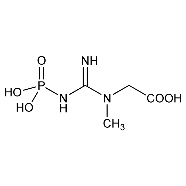 Graphical representation of Phosphocreatine