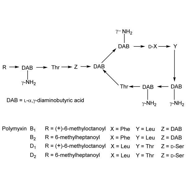 Graphical representation of Polymyxin