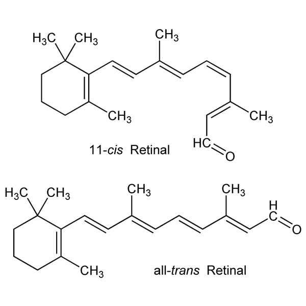 Graphical representation of Retinal