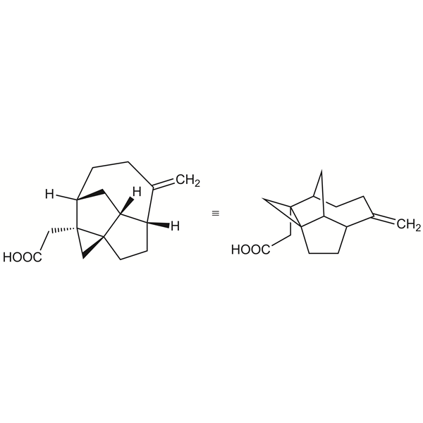 echinopinea-monograph-image