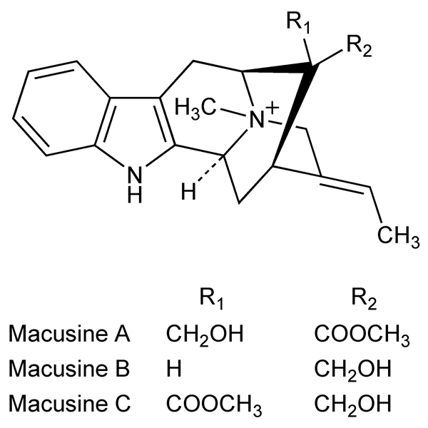 Graphical representation of Macusines