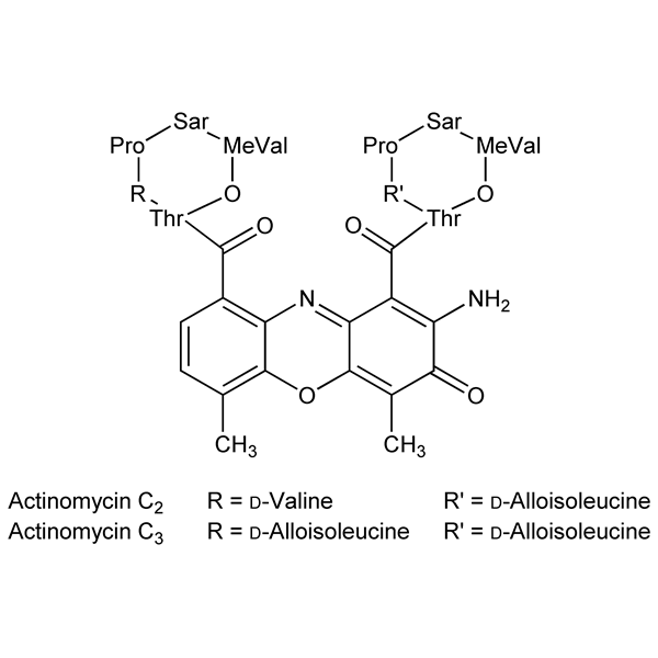 Graphical representation of Cactinomycin