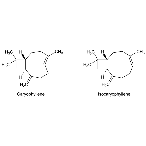 Graphical representation of Caryophyllene