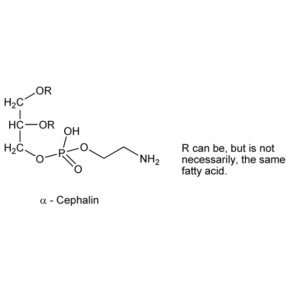 Graphical representation of Cephalins