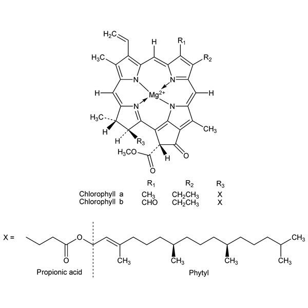 Graphical representation of Chlorophyll