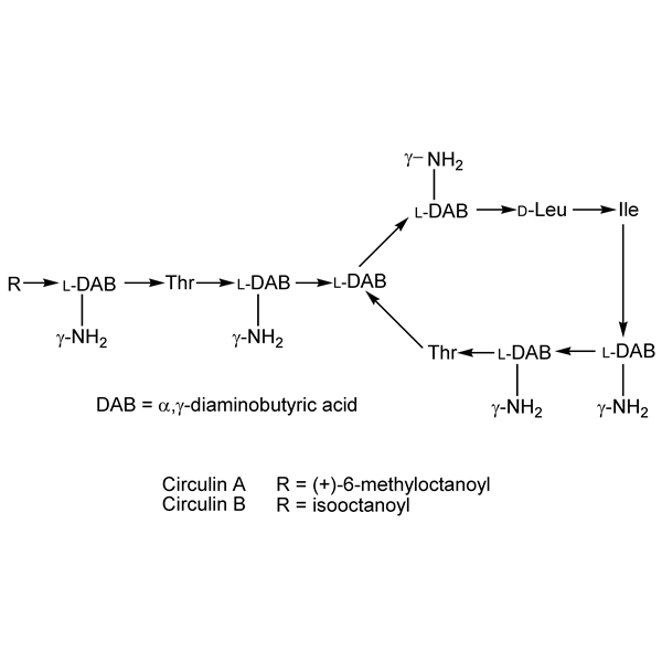 Graphical representation of Circulins