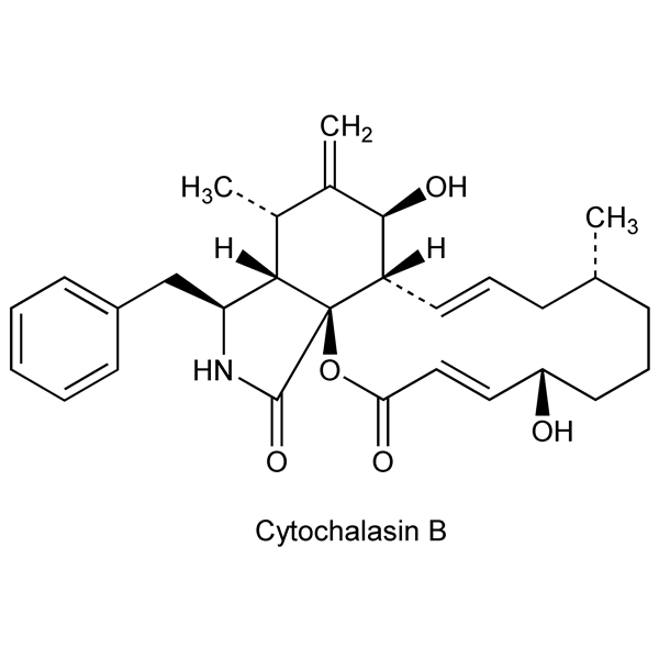 Graphical representation of Cytochalasins